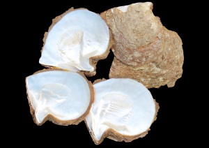 White Mother of Pearl Shell Raw Material for Decoration